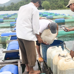 Thu nhập ổn định từ việc nuôi cá lồng bè trên hồ chứa